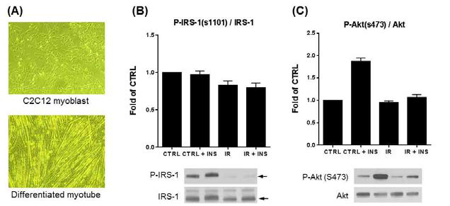 C2C12 myotube에서 TNF-a/Insulin 처리를 통한 인슐린저항성 (IR) 근육세포모델 확립. (A) C2C12 myoblast를 5일간 myotube로 분화시킨 모습. (B, C) 대조군세포 (CTRL)와 IR 유도 세포군에서 insulin 10 nM (INS)처리에 의해 p-IRS-1 (B)와 p-Akt (C)의 활성화의 비교. IR 세포군에서 insulin에 대한 반응이 감소하고 p-IRS-1과 함께 IRS-1 단백질발현도 감소함