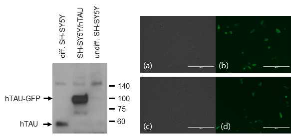 SH-SY5Y-hTAU4R2N Stable cell line 구축. (a, c) Phase-contrast microscopic image. (b, d) Fluorescent microscopic image, green color; hTAU-GFP