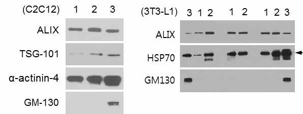 C2C12 myotube 및 3T3-L1 adipocyte에서 분비된 엑소좀으로부터 exosome marker의 확인. Lane#1, control exosome, Lane#2, IR exosome, Lane#3, cell lysates