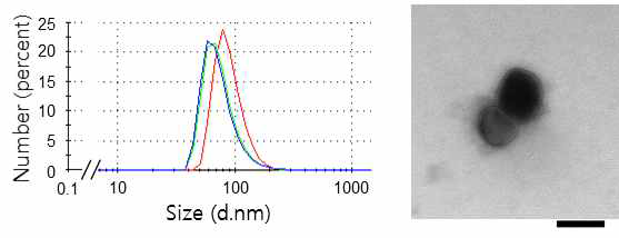 UC법으로 분리한 세포분비 엑소좀을 DLS법 (좌)과 전자현미경(우)으로 크기 및 형태 분석