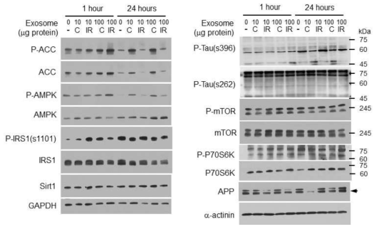 3T3-L1 adipocyte에서 분비된 엑소좀에 의한 신경세포 AD 병리기전의 변화. 대조군 지방세포에서 분비된 엑소좀 (C) 또는 IR이 유도된 지방세포에서 분비된 엑소좀 (IR)을 10, 또는 100 mg/mL을 분화신경세포 N2a 세포에 처리했을 경우 AMPK-ACC 신호경로를 억제하였고, APP의 발현과 mTOR-P70S6K의 인산화 및 p-tau(ser396)의 발현을 증가시킴