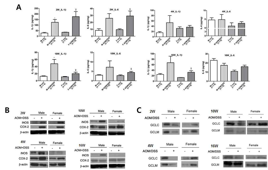AOM/DSS 실험군에서 성별 차이에 의한 염증 및 항산화효소 발현 변화 분석