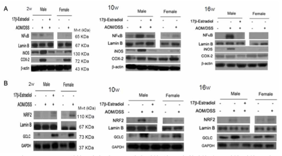 AOM/DSS 실험군에서 에스트로겐에 의한 염증 및 항산화 효소 발현 변화 분석