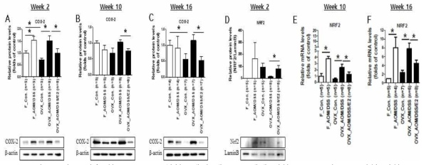 난소 적출 한 AOM/DSS 실험군에서 에스트로겐에 의한 COX-2 및 Nrf2 발현 변화