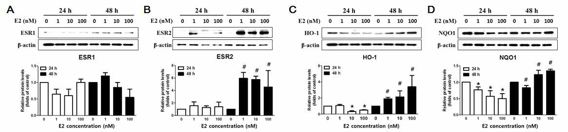 CCD841CoN 세포에서 에스트로겐 처리에 의한 항산화효소 단백질 발현 조절
