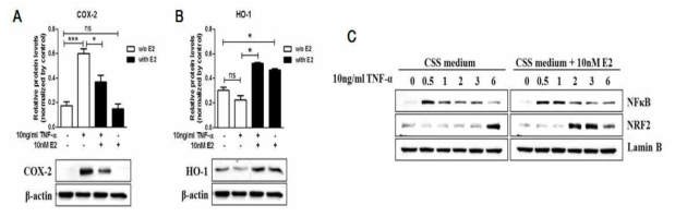 CCD841CoN 세포에서 NRF2를 통한 에스트로겐의 항염증 기작