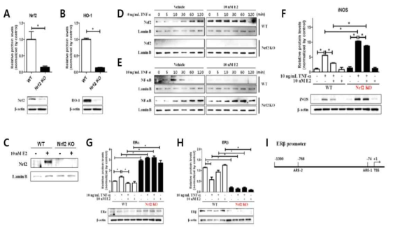 Nrf2 KO MEF를 이용한 에스트로겐의 항염증 기작 (Plos One revision중)