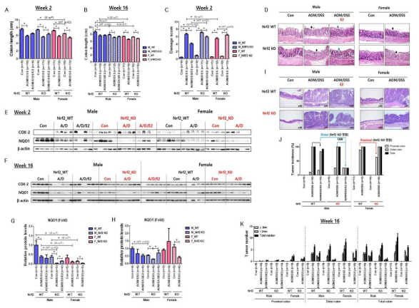 Nrf2 유전자 결핍 AOM/DSS 실험군에서 성차 및 에스트로겐의 효과 분석 (논문 준비중)