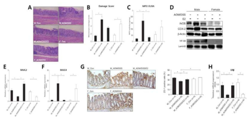 AOM/DSS 실험군에서 에스트로겐에 의한 염증성 효소 및 permeability 관련 유전자 발현 변화