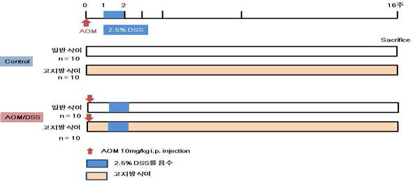 AOM/DSS를 이용한 대장염 및 대장암 유발 실험 방법