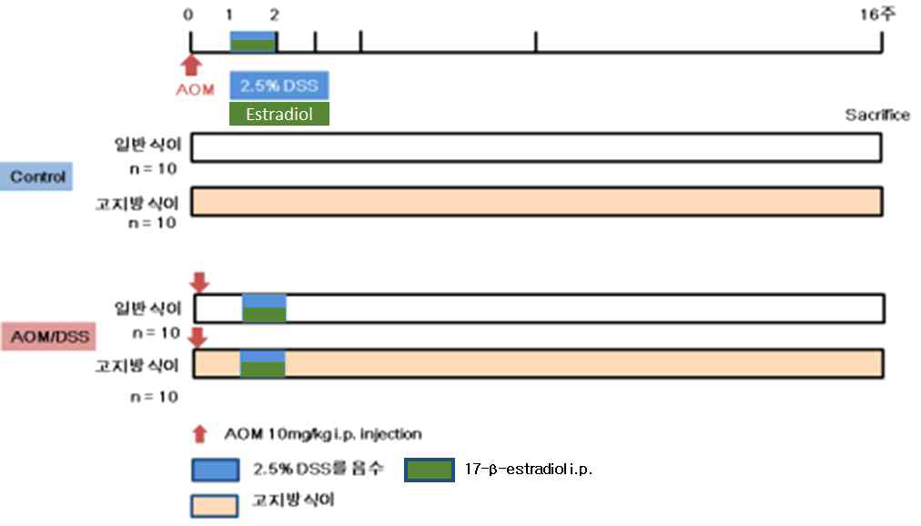 에스트로겐 주입 후 AOM/DSS를 이용한 대장염 및 대장암 유발 실험 방법
