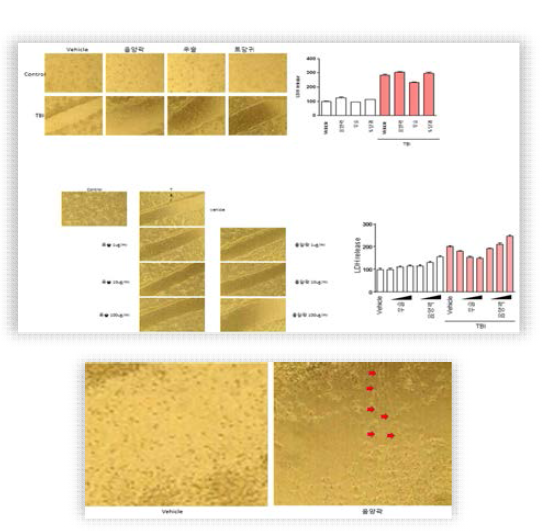 in vitro TBI에서 보호효과 및 axon sprouting 증강 효과