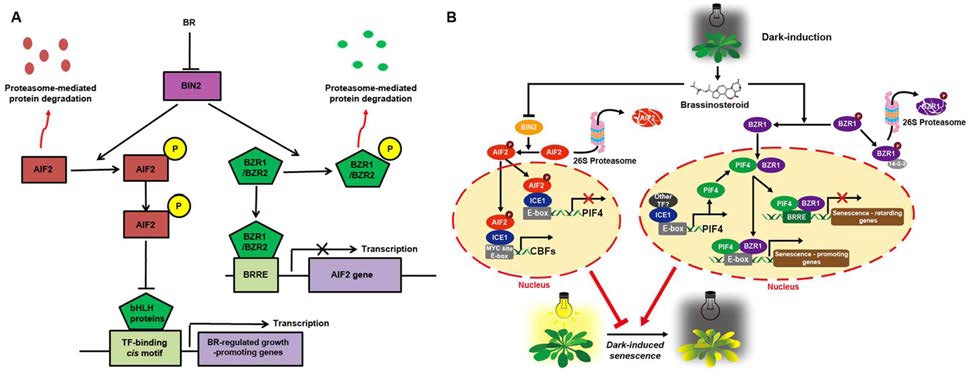 (A) AIF2에 의한 음성적 신호전달과 브라시노스테로이드에 의한 식물 생장 조절과 (B) AIF2-ICE1 의존적인 프로모터 모티프 결합에 의한 직접적 CBFs 유전자의 발현 촉진과 길항적인 PIF4 발현 억제에 의한 암 유도 노화 억제 모델