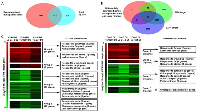 ICE1과 암 처리 유도 노화 유전자 그룹의 전사체 분석과 PIF4 및 BZR1 표적 유전자 분류