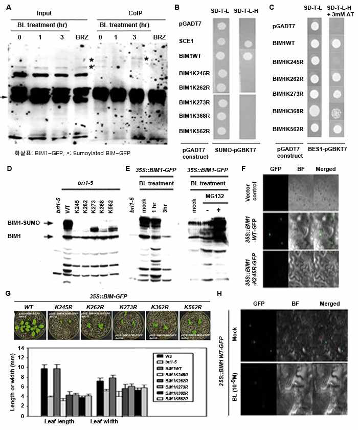 브라시노스테로이드에 의한 BIM1 BIM1-SUMO 단백질의 분해와 SUMOylation 점돌연변이체의 핵/세포질 localization과 생장관련 표현형