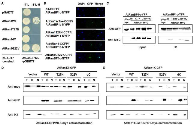 Ran-GTP/Ran-GDP 고정 점돌연변이체 작성과 NLS-myc 또는 NPR1-myc의 핵 내외 이동에 미치는 점돌연변이 단백질의 영향