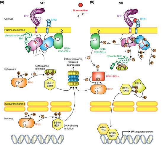 브라시노스테로이드 신호전달 조절기작 모식도. (A) 비활성화 상태의 인산화 BZR1/BES1의 분해 (B) 활성화 신호전달에 유도되는 탈인산화 BZR1/BES1에 의한 유전자 발현
