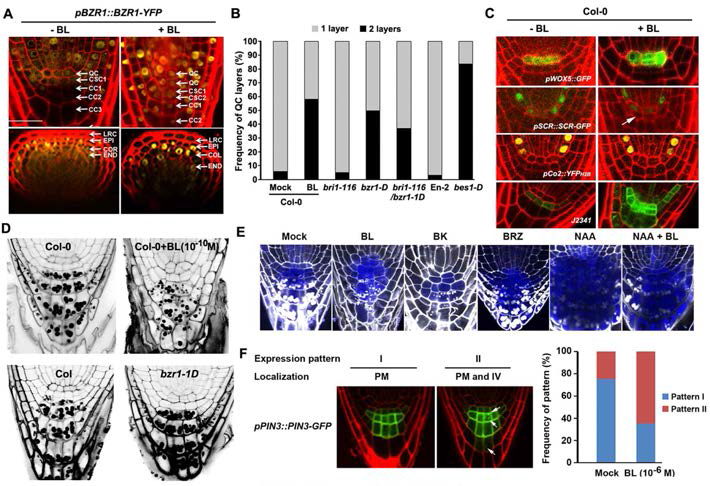 BZR1 매개하는 브라시노스테로이드 신호전달이 유도하는 옥신멕시멈의 상향이동과 QC의 재분열 및 증축시원세포의 분화 억제