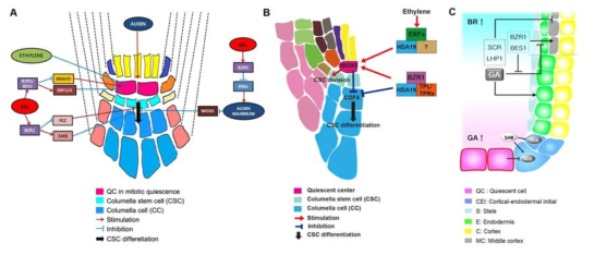 BZR1과 BES1이 매개하는 브라시노스테로이드 신호전달에 의한 QC 및 증축시원세포, middle cortex의 유지/분화와 식물호르몬과의 상호작용에 관한 모델