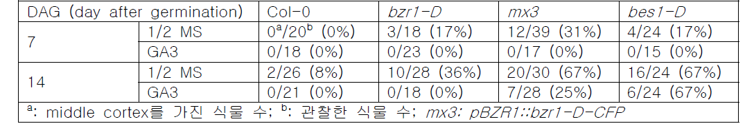 브라시노스테로이드에서의 middle cortex 발달과 지베렐린의 영향