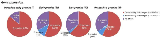 UL48 DUB에 의한 HCMV 단백질의 ubiquitination 조절 분석