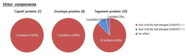 UL48 DUB에 의한 비리온 component들의 ubiquitination 조절 분석