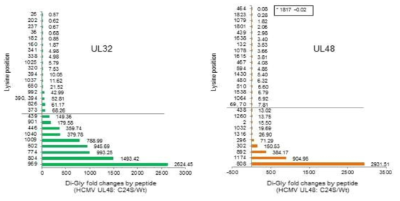 LC-MS로 확인된 UL48 DUB에 의해 deubiquitination 되는 pUL32와 pUL48 lysine residues