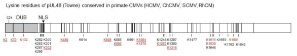 pUL48의 conserved lysine residue 중에서 deubiquitination 되는 residue 들의 분석. 빨간색: UbiScan 분석으로 밝혀진 28개의 ubiquitination site 중에서 primate CMV에서 conserved된 14개의 K residues. Underlined: C24S/Wt ratio가 5 이상인 17개 site 중에서 primate CMV 에서 conserved 된 9개의 K residues