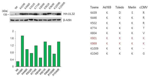 Mutant pp150 (UL32) stability