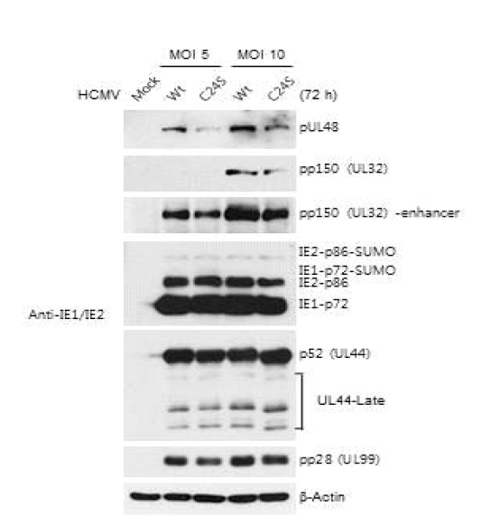 Wild-type 및 UL48(C24S) 바이러스 감염세포에서 pUL48과 pp150의 발현 비교