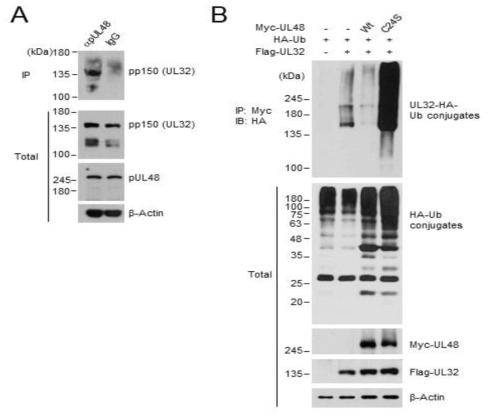 HCMV 감염 세포에서의 pUL48-pp150 결합 (co-IP assays) (A) 및 UL48 DUB에 의한 pp150 ubiquitination 조절 (co-transfection/ ubiquitination assay) (B)