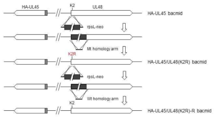 HA-UL45/UL48(K2R) bacmid 제작