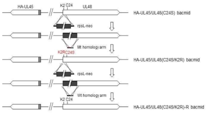 HA-UL45/UL48(K2R/C24S) bacmid 제작