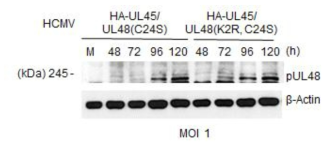 HA-UL45/UL48(K2R, C24S) 바이러스 감염에서 UL45의 발현 분석