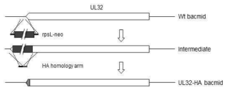 UL32-HA bacmid 제작