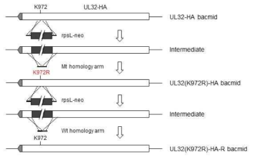 UL32(K972R)-HA bacmid 제작