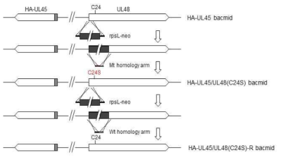 HA-UL45/UL48(C24S) bacmid 제작