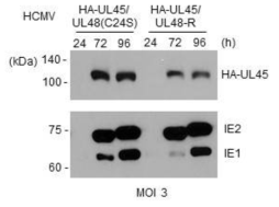 HA-UL45/UL48(C24S) 바이러스 감염에서 UL45의 발현 분석