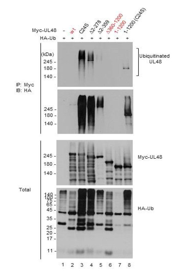 pUL48 ubiquitination assays