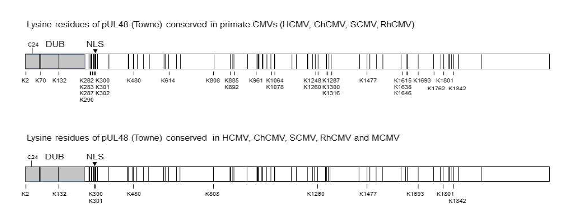 pUL48의 lysine (vertical lines)과 conserved lysine residues