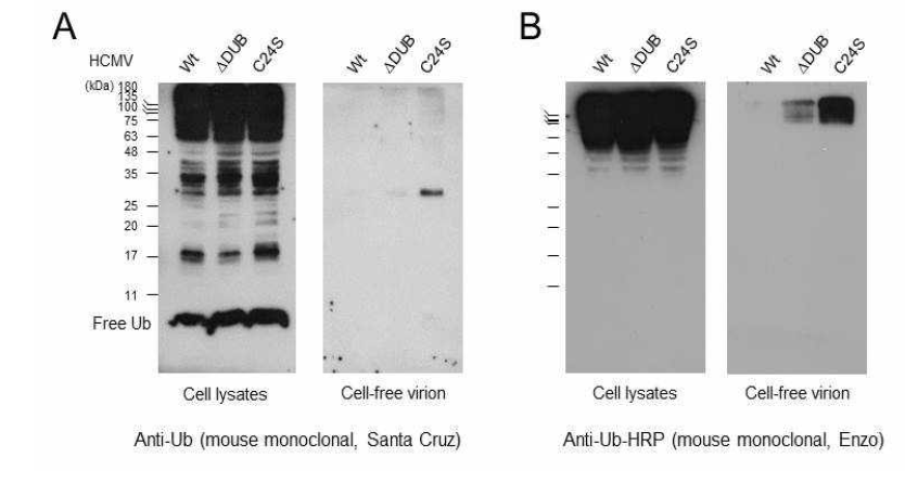 Wild-type, DDUB mutant, C24S mutant cell-free 비리온 입자에 포함된 ubiquitin conjugates 비교