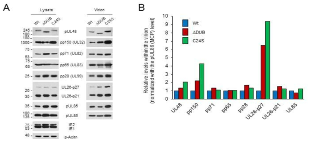 Wild-type, UL48(DDUB), UL48(C24S) 비리온 입자에서 tegument 단백질 level 비교
