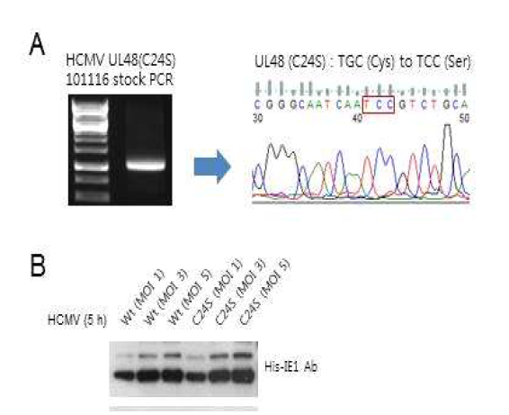 Wild-type 및 UL48(C24S) 바이러스 감염의 확인 및 비교