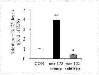 HepG2 간세포에서 miR-122 mimic, inhibitor 처리 효과