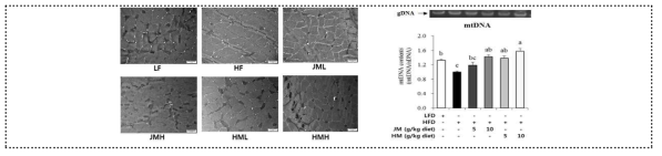 근육조직에서 ME에 의한 TEM mitochondria morphology와 mtDNA 함량