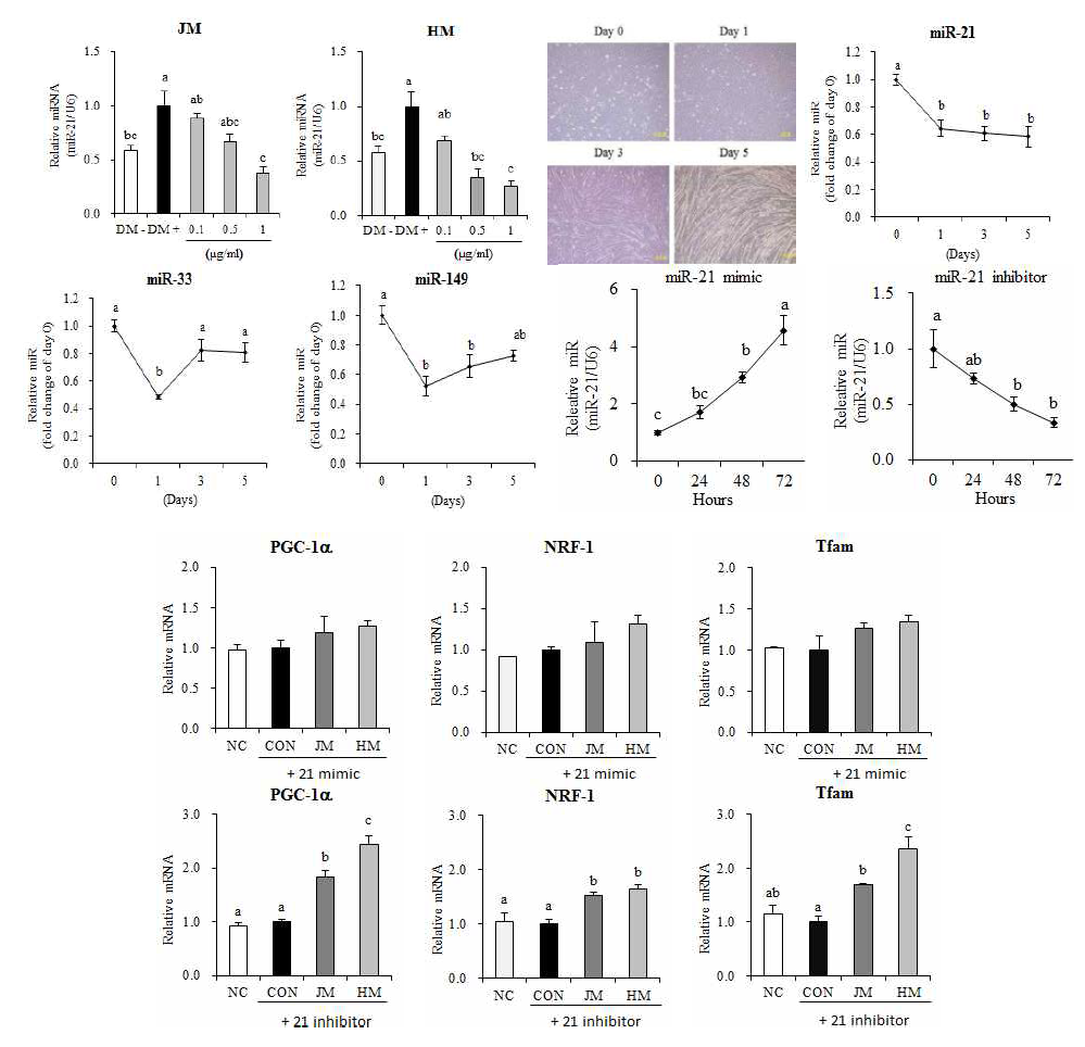 근육세포에서 miRNA-21 mimic 혹은 inhibitor 발현 양상 및 ME의 미토콘드리아 기능조절 효과