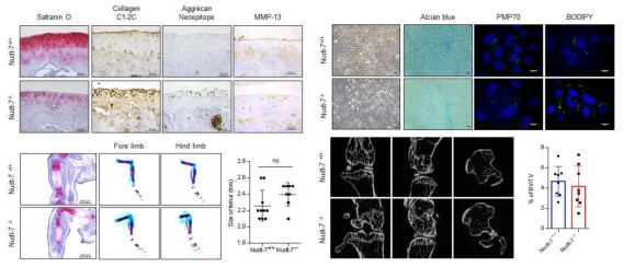 NUDT7 녹아웃에 의한 연골 손상
