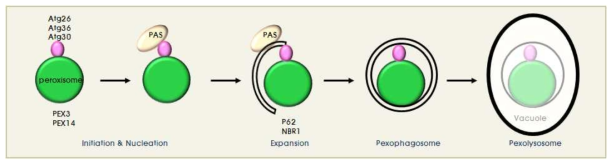 퍼록시좀 특이 자가포식작용