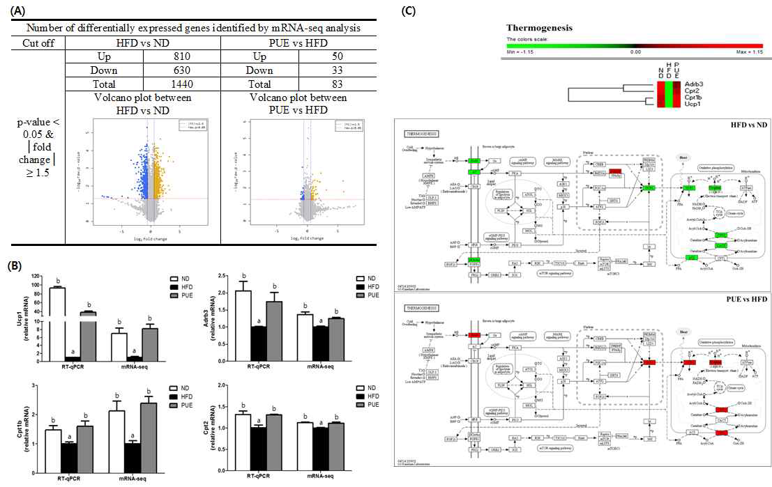 (A) Number of differentially expressed genes identified by mRNA-seq analysis. (B) Validation of mRNA-seq data by using RT-qPCR in subcutaneous WAT in C57BL/6J mice fed high-fat diet. abcMeans not sharing a common letter are significantly different among the groups at p<0.05