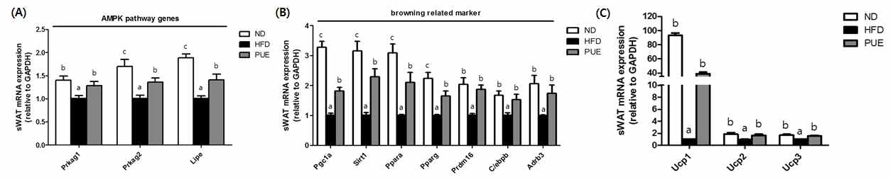 (A) AMPK-related genes expression. (B) Browning-related genes expression (C) Uncoupling protein genes expression. abcMeans not sharing a common letter are significantly different among the groups at p<0.05